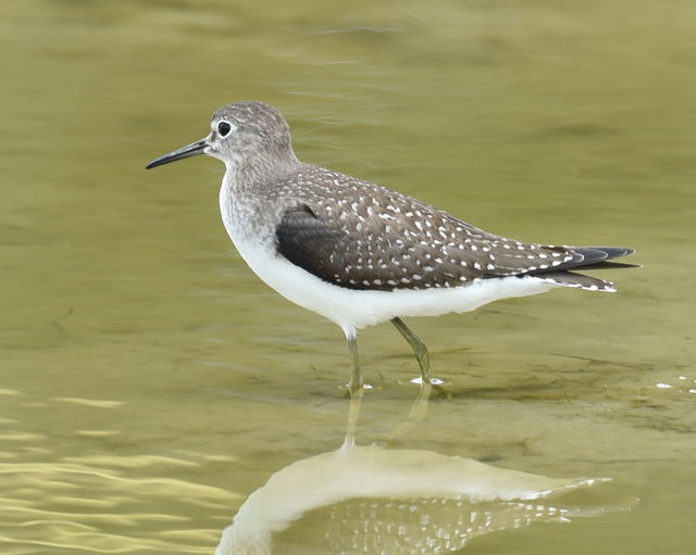 Solitary Sandpiper
