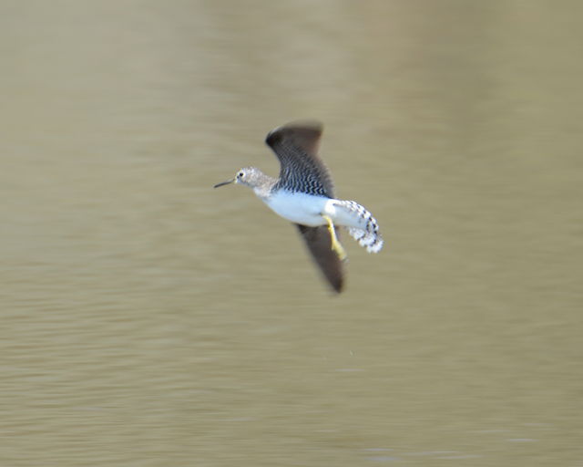 Solitary Sandpiper
