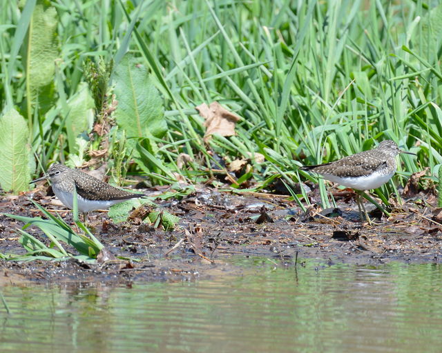 Solitary Sandpiper