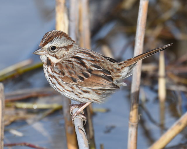 Song Sparrow