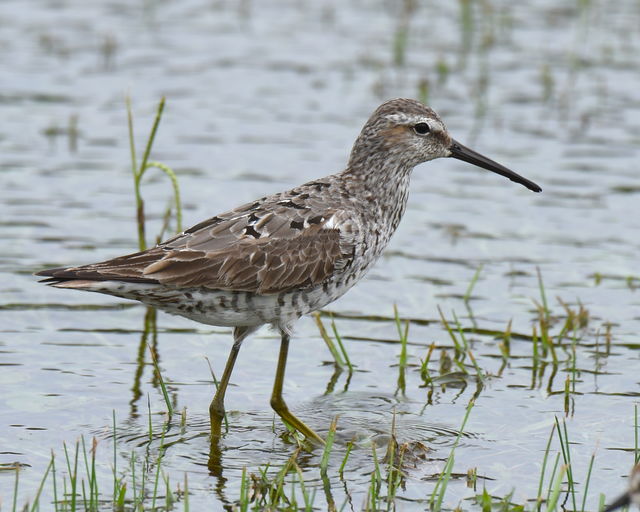Stilt Sandpiper