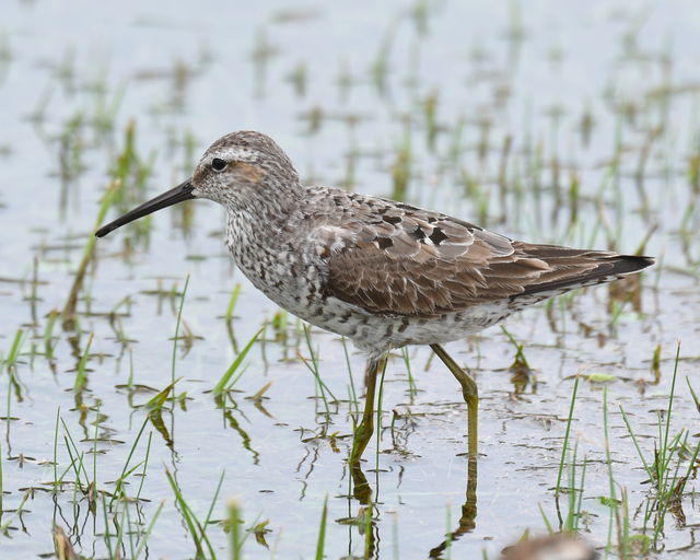 Stilt Sandpiper