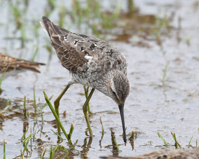 Stilt Sandpiper