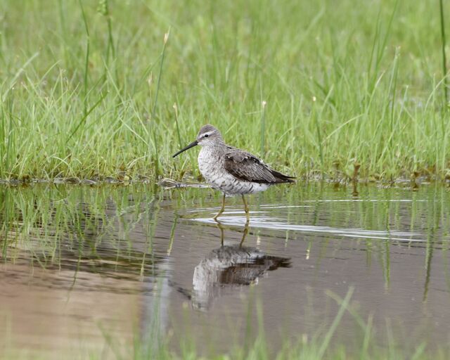 Stilt Sandpiper