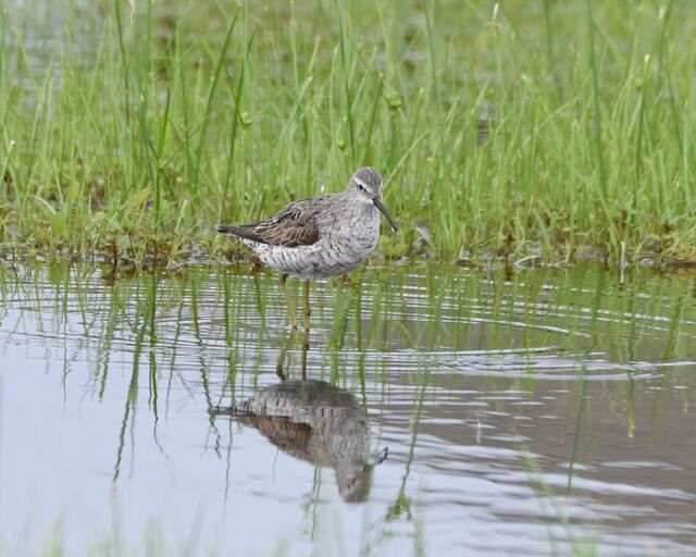 Stilt Sandpiper