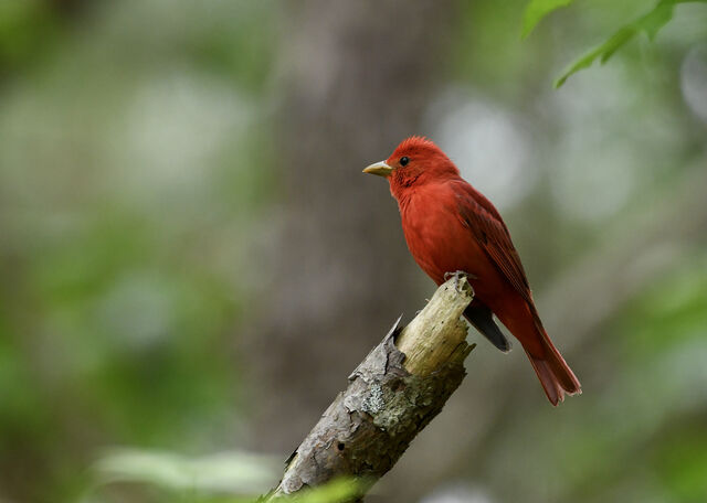 Summer Tanager