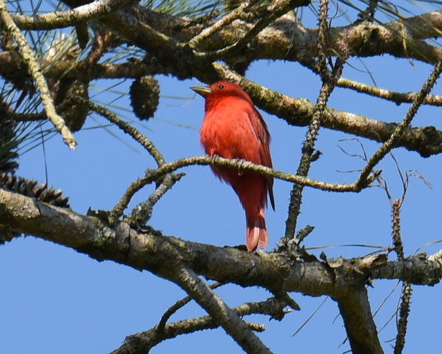 Summer Tanager