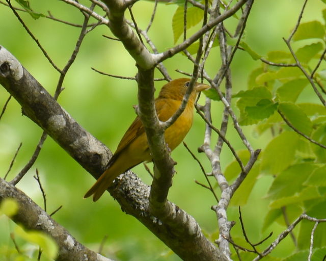 Summer Tanager
