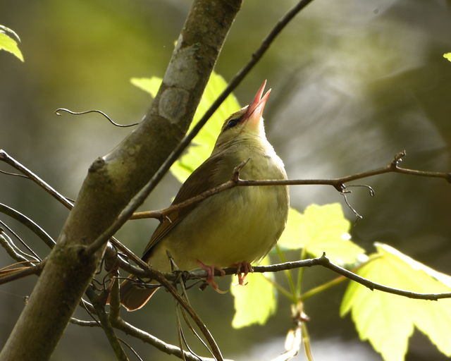 Swainson's Warbler