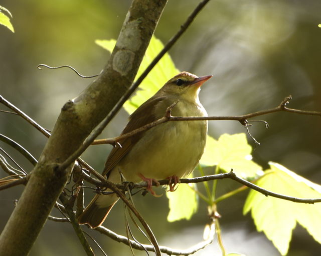 Swainson's Warbler