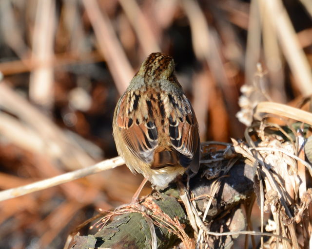 Swamp Sparrow