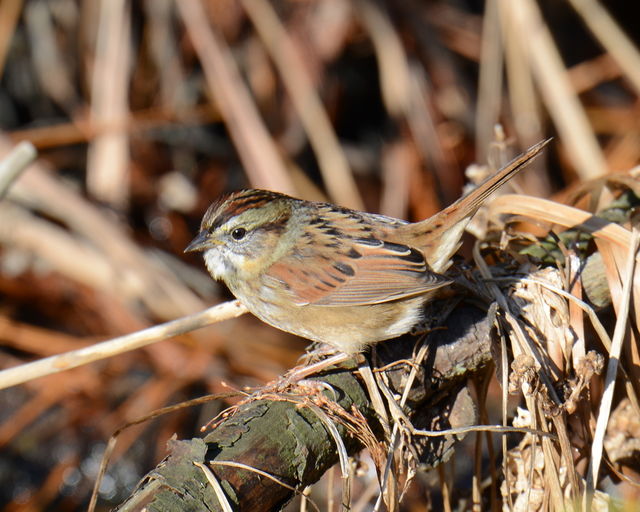 Swamp Sparrow