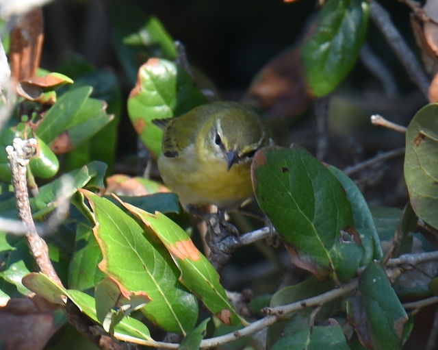 Tennessee Warbler