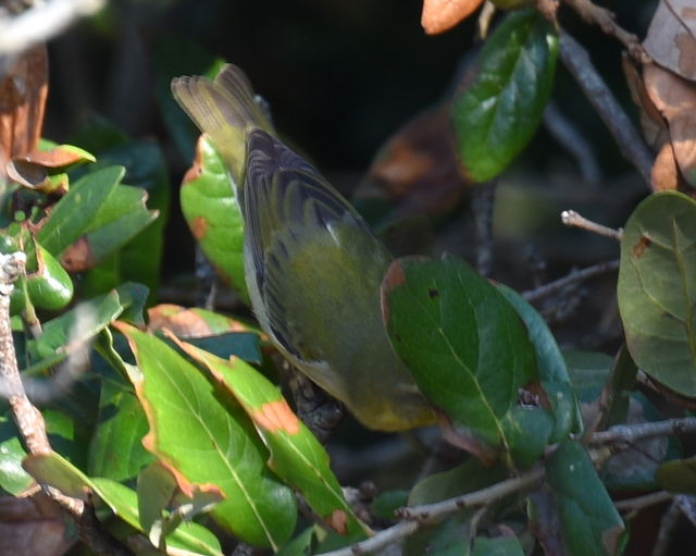 Tennessee Warbler