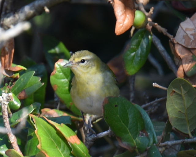 Tennessee Warbler