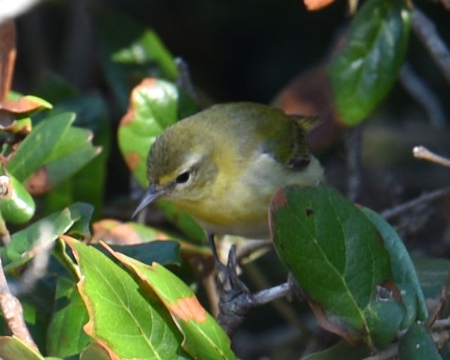 Tennessee Warbler