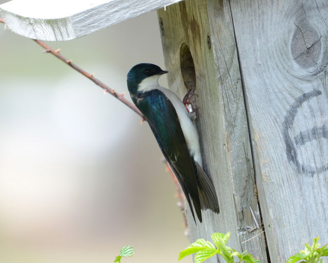 Tree Swallow