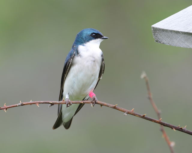 Tree Swallow