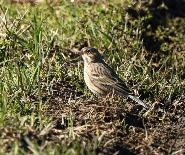 Vesper Sparrow