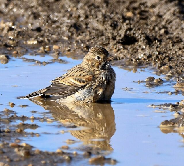Vesper Sparrow