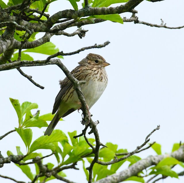 Vesper Sparrow