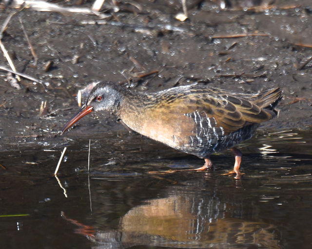 Virginia Rail