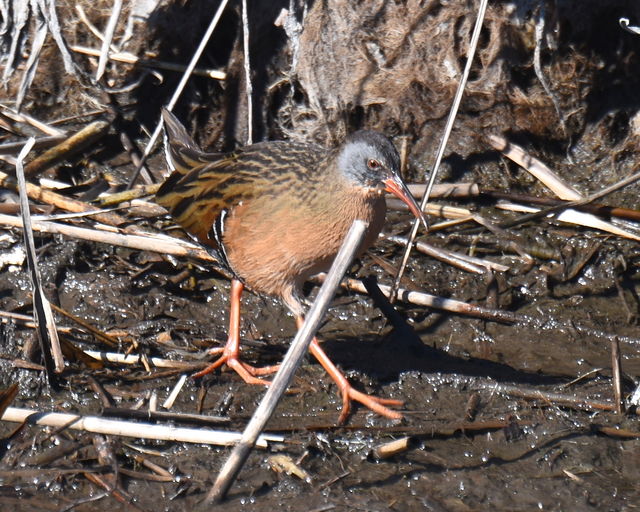 Virginia Rail