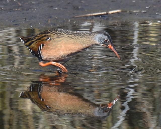 Virginia Rail
