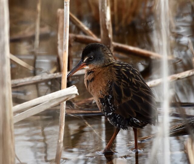 Virginia Rail
