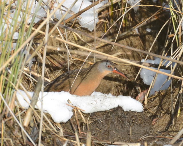 Virginia Rail