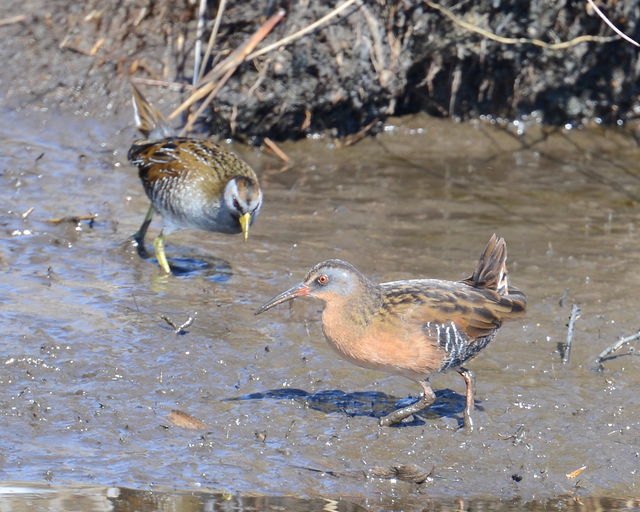 Virginia Rail