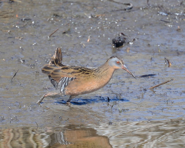 Virginia Rail