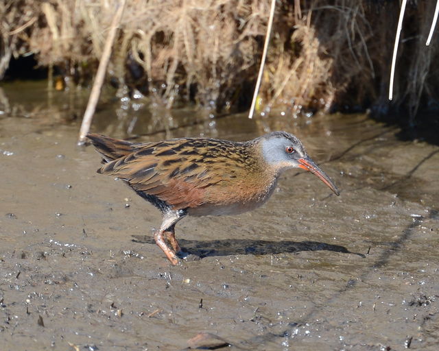 Virginia Rail