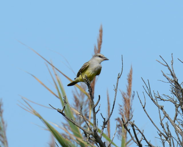 Western Kingbird