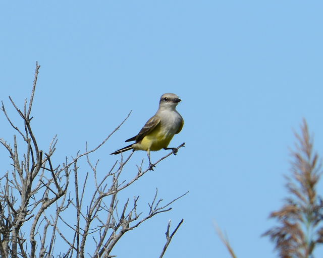 Western Kingbird