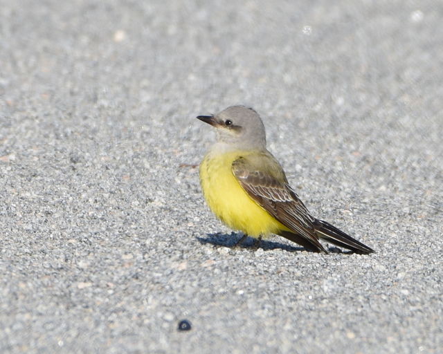 Western Kingbird