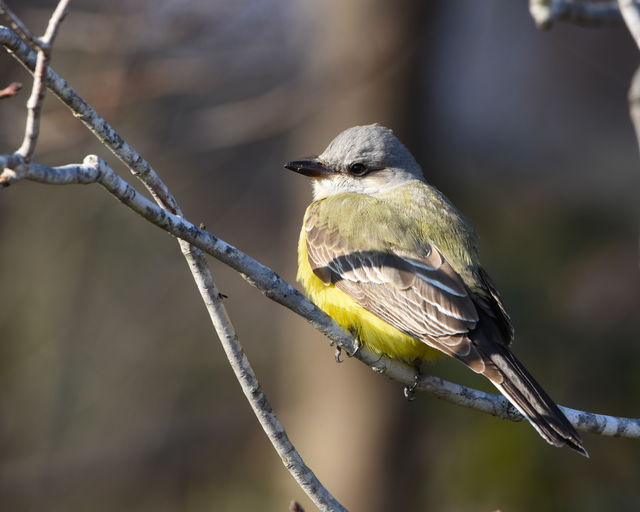 Western Kingbird