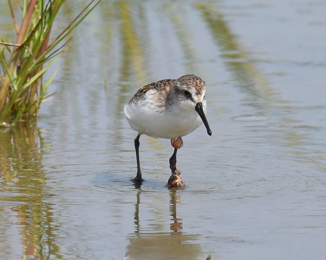 Western Sandpiper
