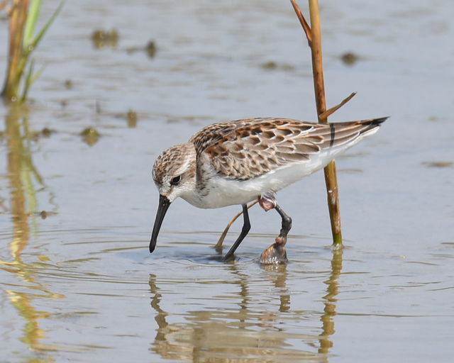 Western Sandpiper