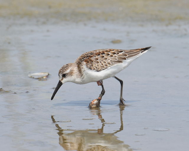 Western Sandpiper