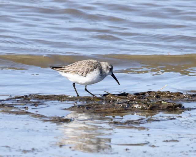Western Sandpiper