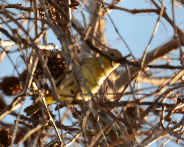 Western Tanager