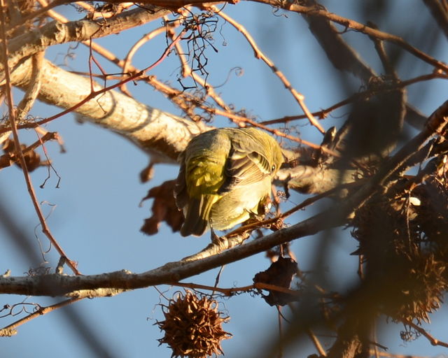Western Tanager