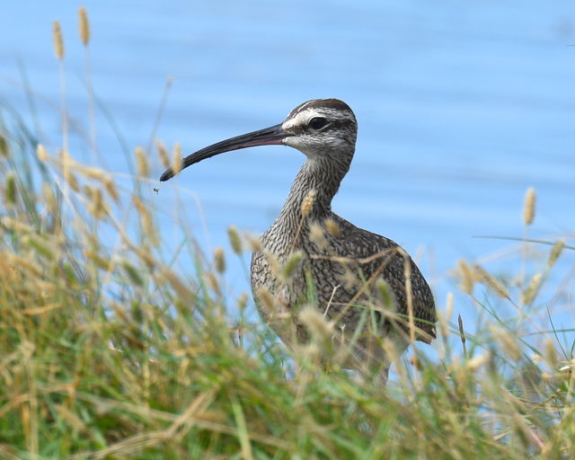 Whimbrel