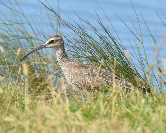 Whimbrel