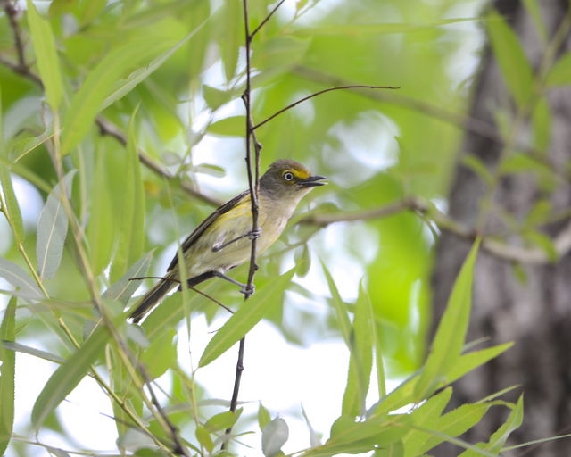 White-eyed Vireo