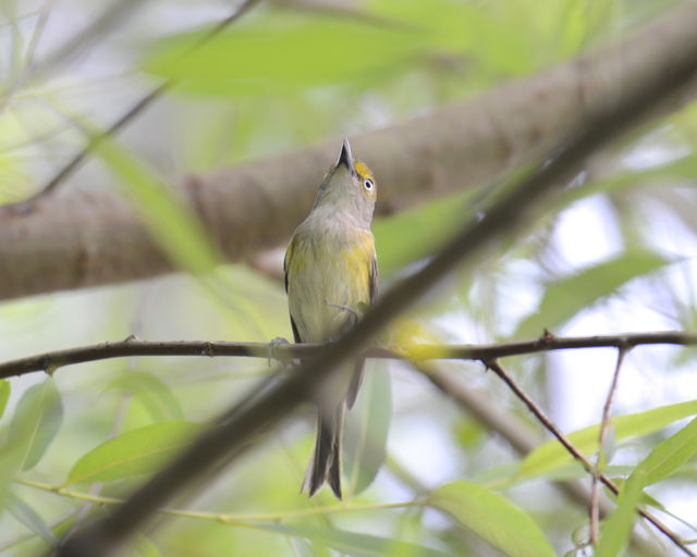 White-eyed Vireo