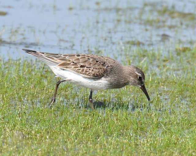 White-rumped Sandpiper