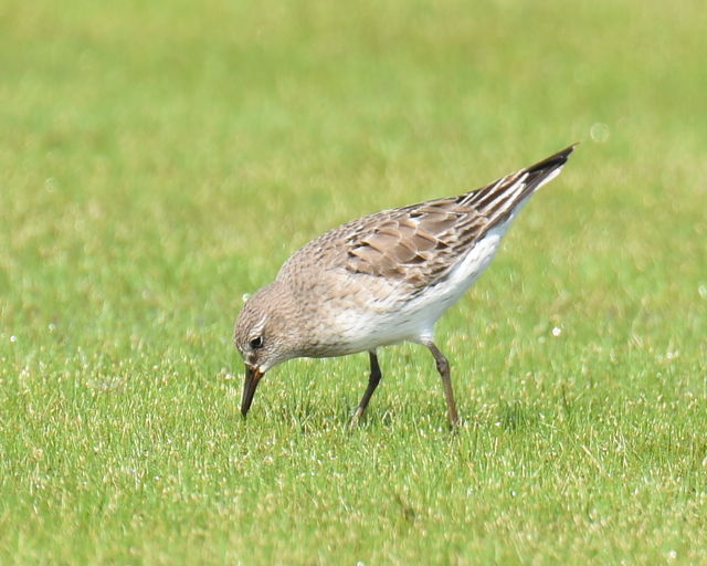 White-rumped Sandpiper