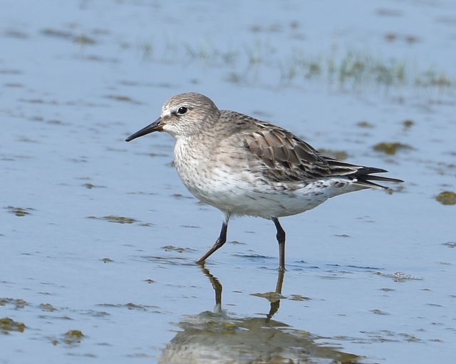 White-rumped Sandpiper